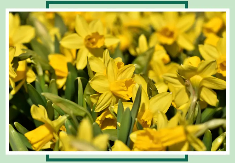 daffodils